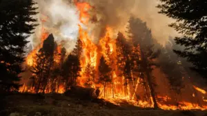 Profits in the Ashes: How Online Prediction Markets Are Turning Wildfires into High-Stakes Gambling