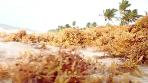 Turning the Tide: How Innovative Bioremediation is Transforming Mexico’s Sargassum Crisis into Agricultural Gold